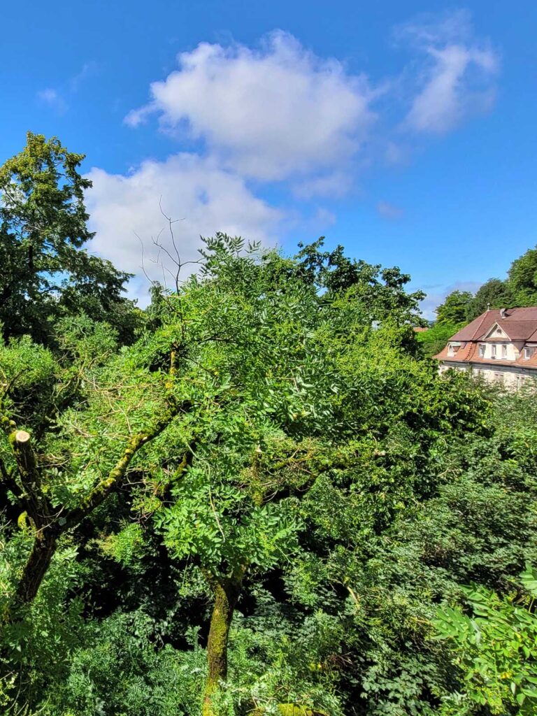 Faktor Baum Baumveteran