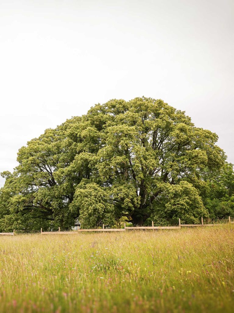 Faktor Baum-Uralt Baum
