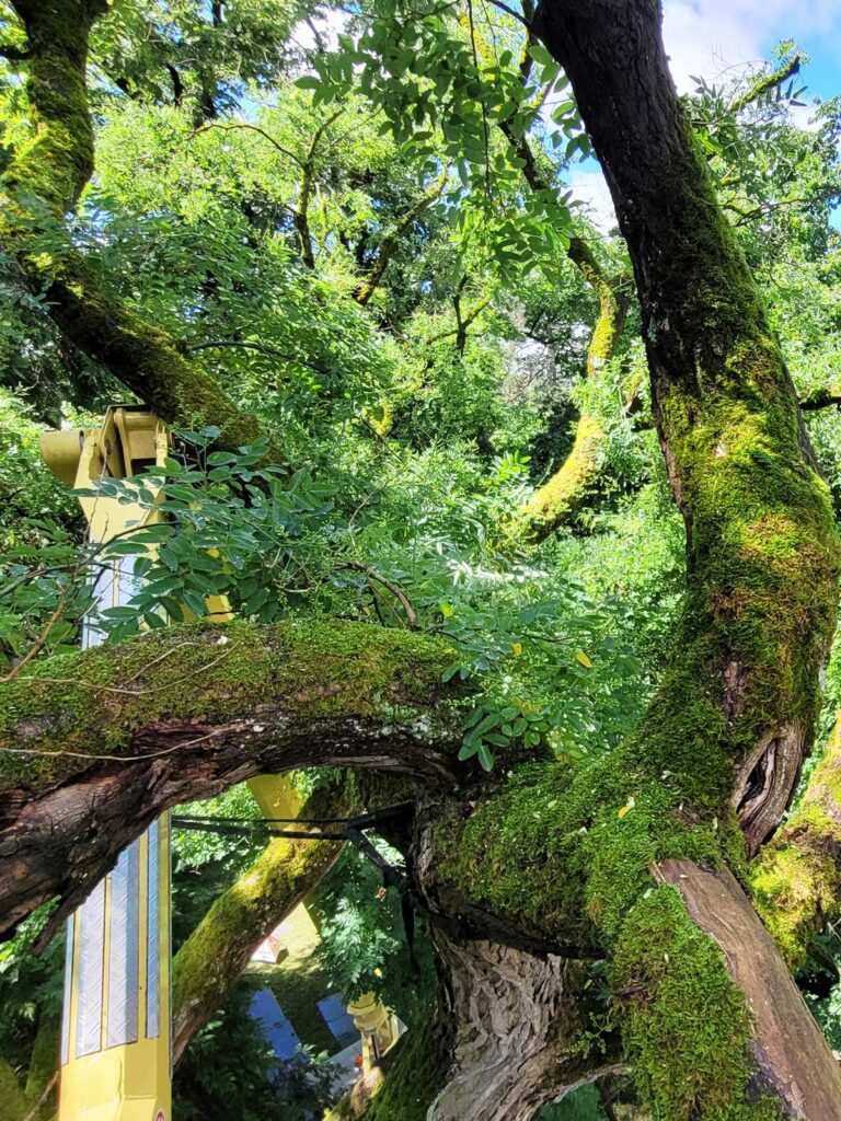 Faktor Baum - arbeiten-im Uralt Baum