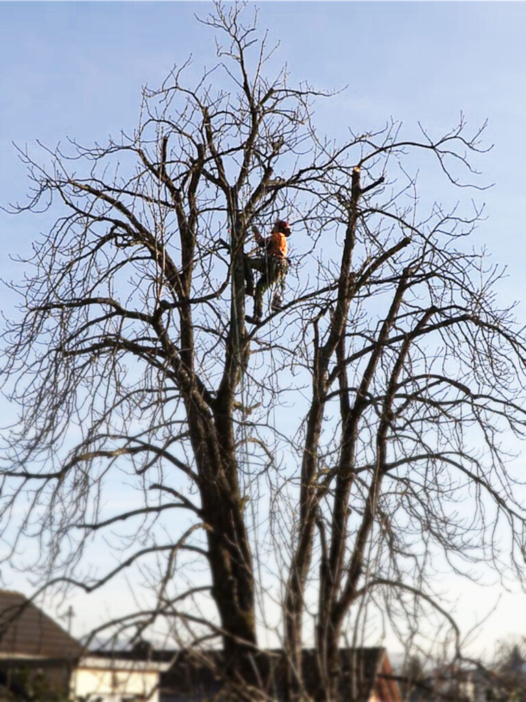Faktor Baum-Kronenschnitt