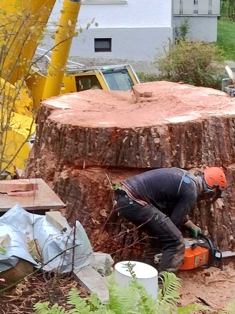 Faktor-Baum Kranfällung Entsorgung