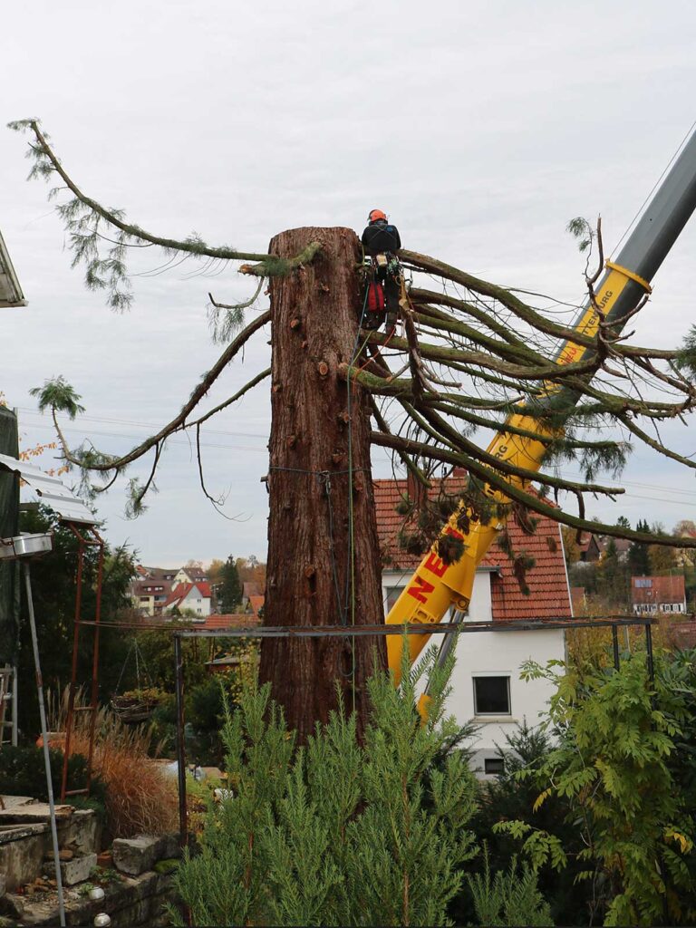 Faktor-Baum Kranfällung im Garten