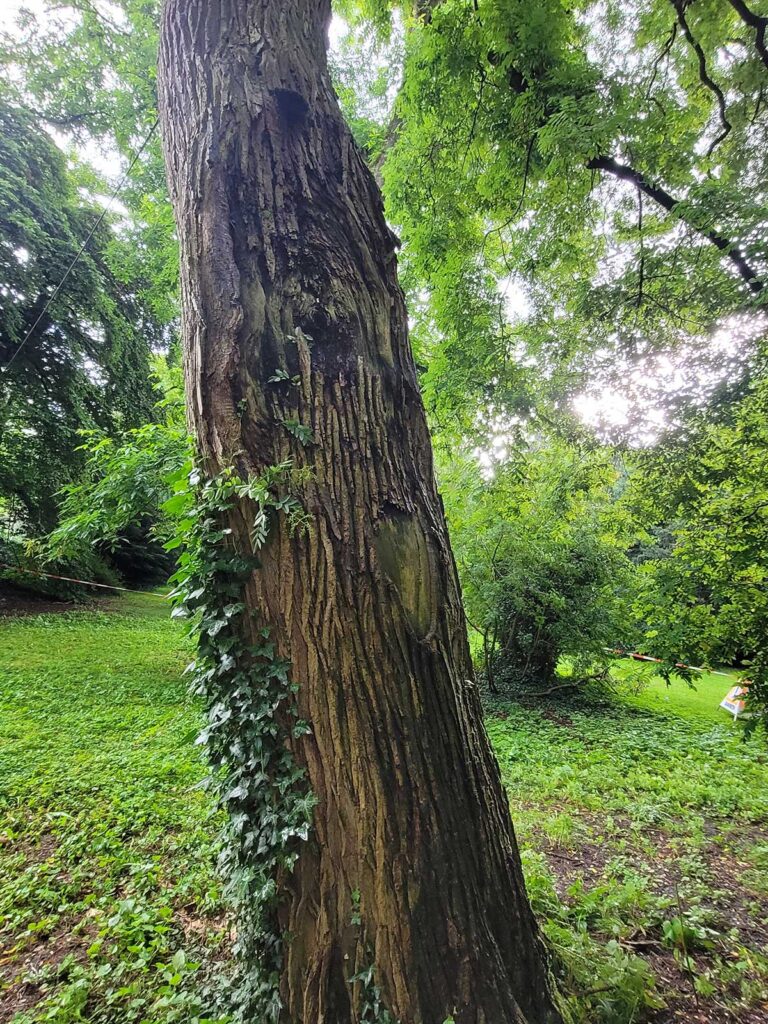 Faktor Baum Japanischer-Schnurbaum Baumpflege