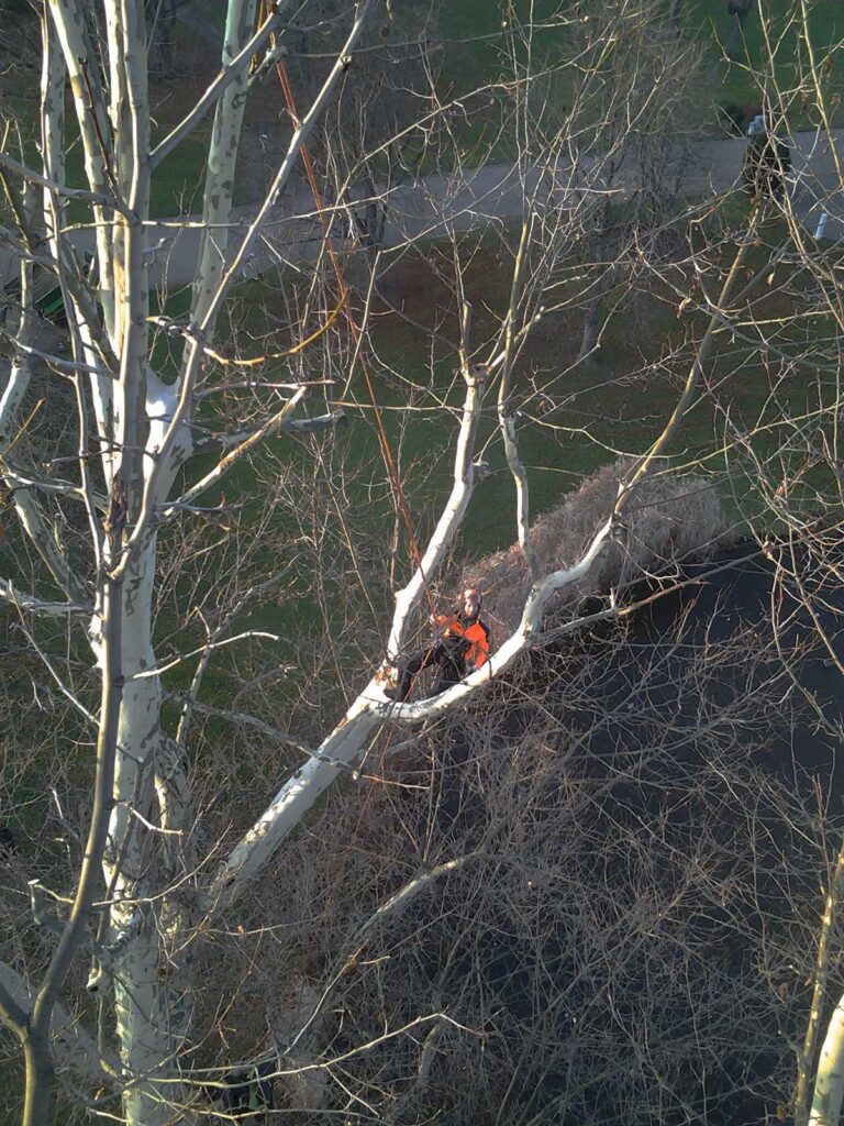 Faktor-Baum Fällungen Schlossgarten Stuttgart