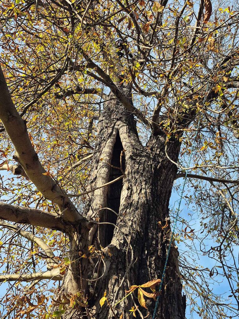 Faktor-Baum Fällungen Schlossgarten Stuttgart