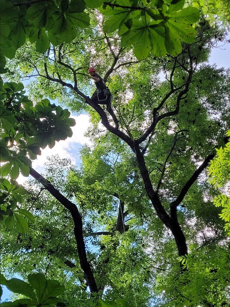 Faktor-Baum Kronenschnitt Schlossgarten Stuttgart