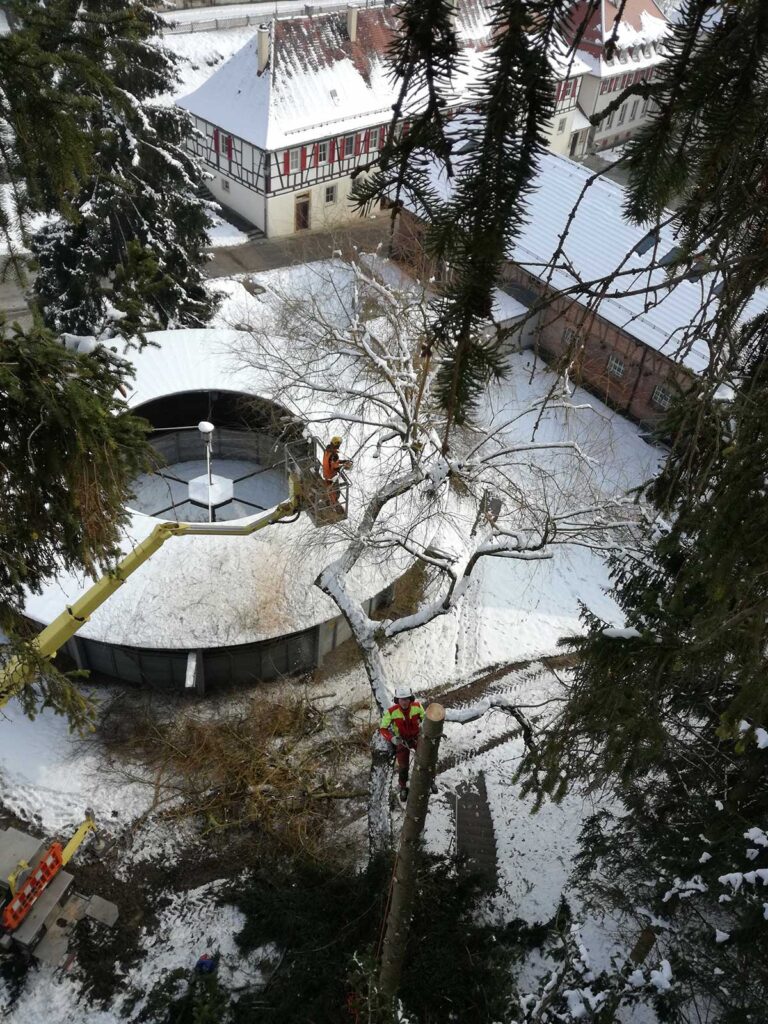 FaktorBaum-Baum-Faellungen