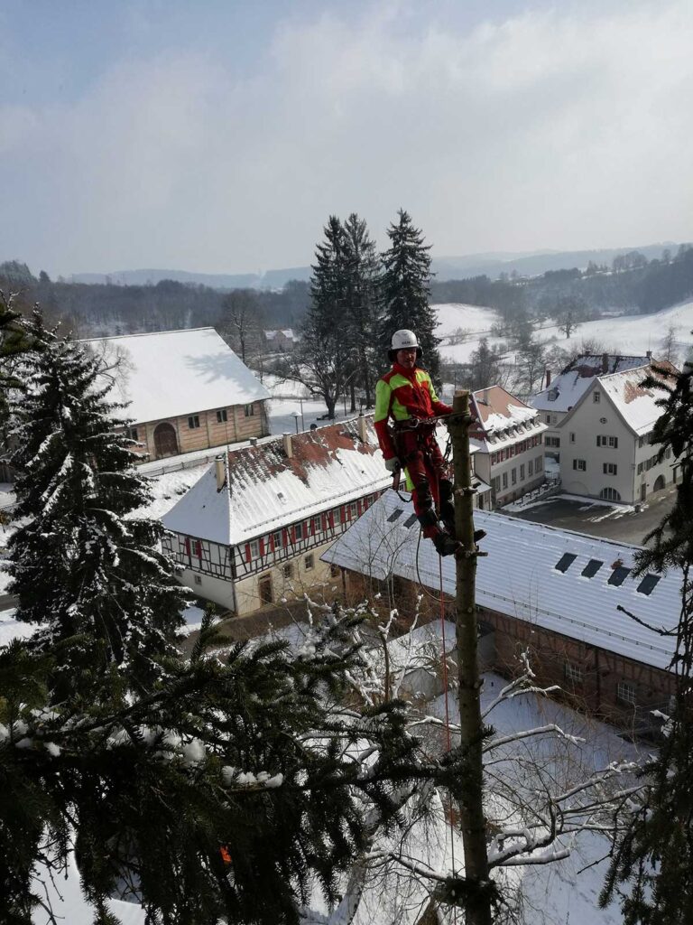 Faktor-Baum Seilfällung