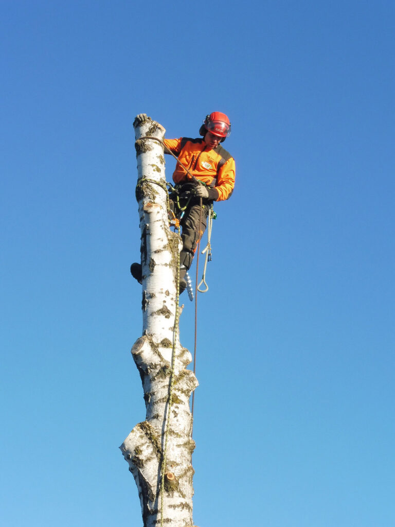 Faktor-Baum Seilfällung