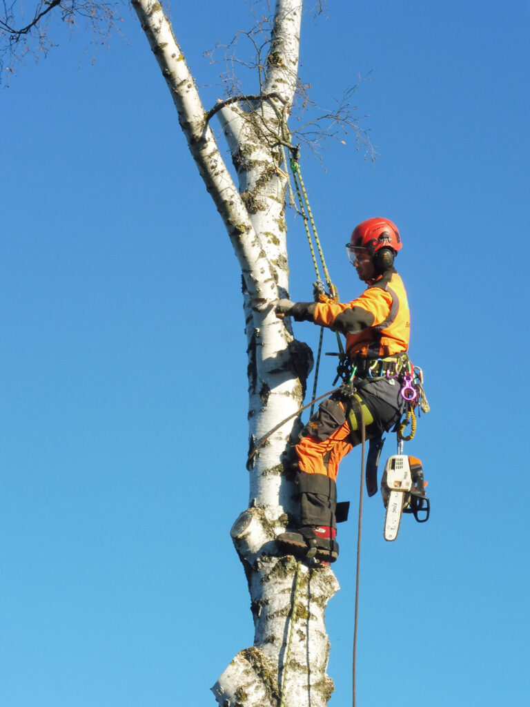 Faktor-Baum Seilfällung