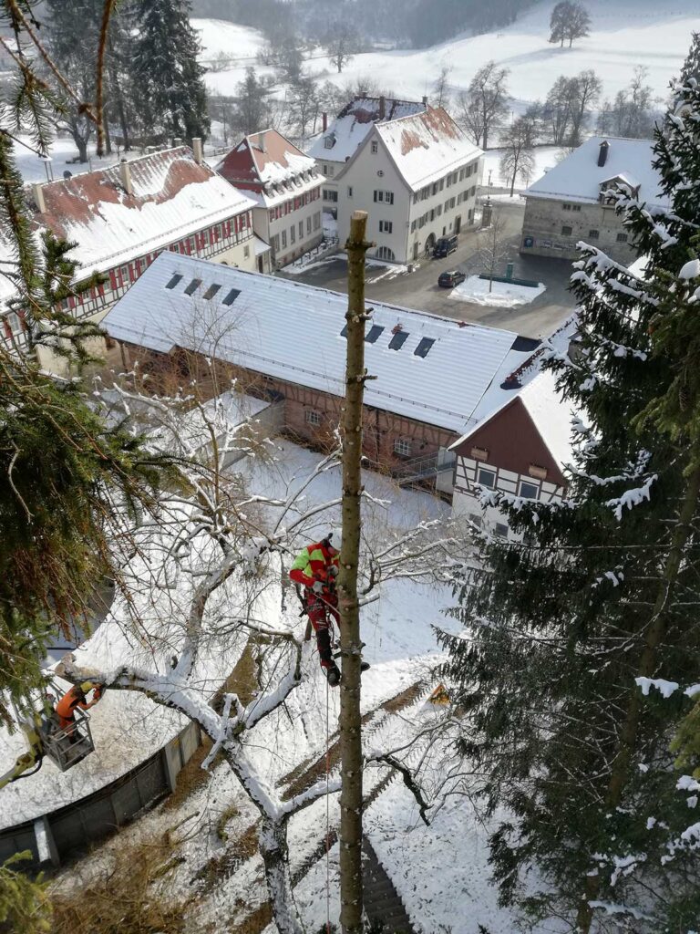 Faktor-Baum Seilfällung