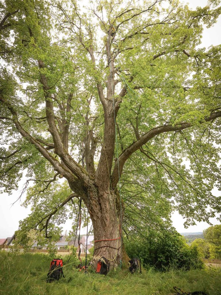 Faktor Baum Referenz-Linde