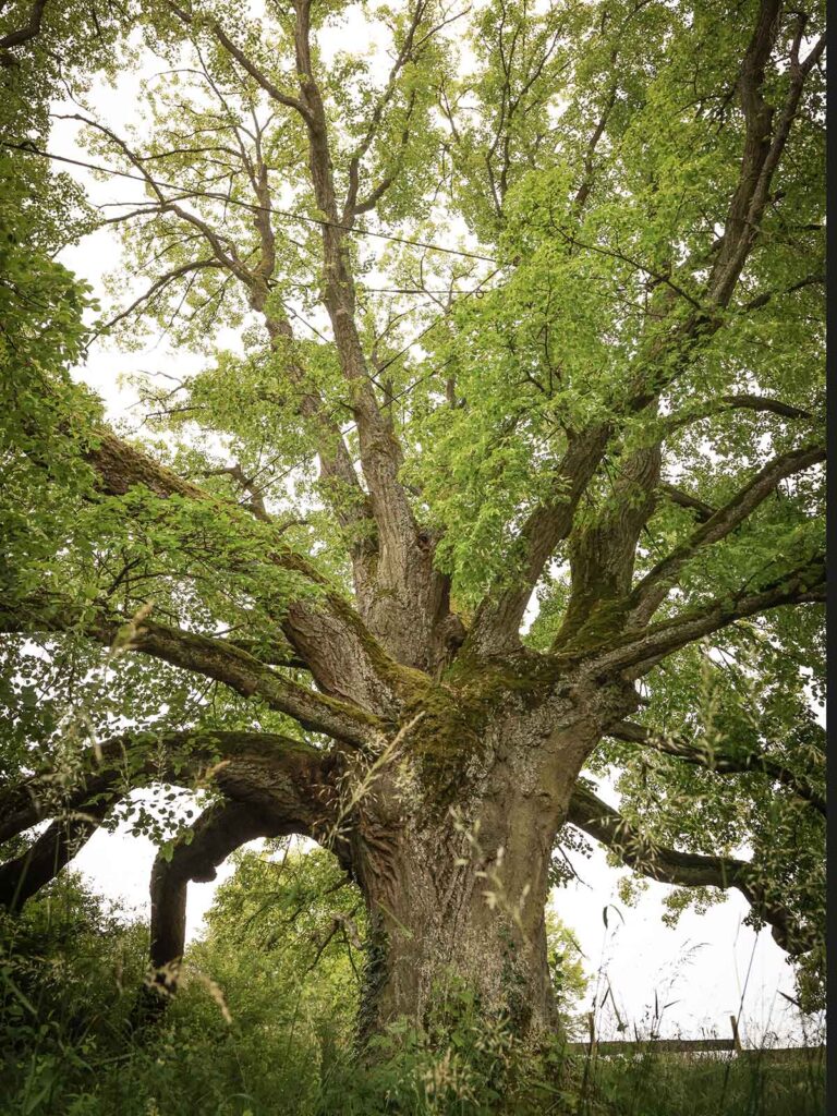 Faktor Baum Referenz-Linde