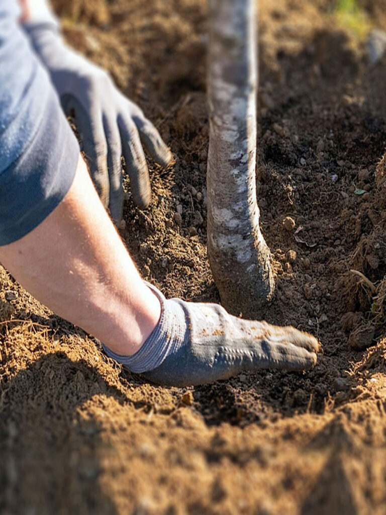 Faktor Baum - Pflanzungen