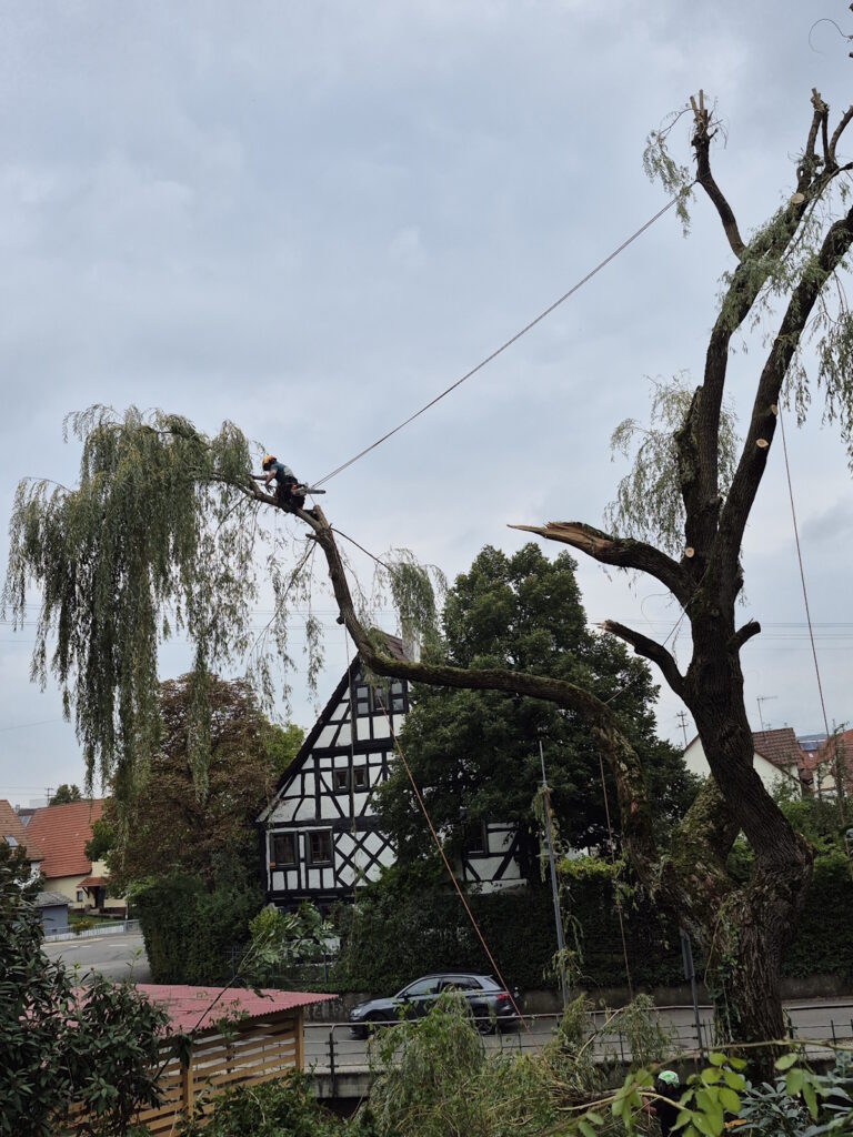 Fällung durch FaktorBaum
